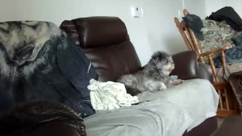 Snapshot of 66bear chatting on December 21, 2:02 pm 66bear online show from December 21, 2:02 pm