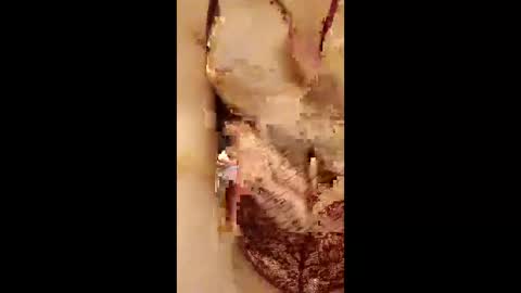 954girl online show from April 18, 2:37 am