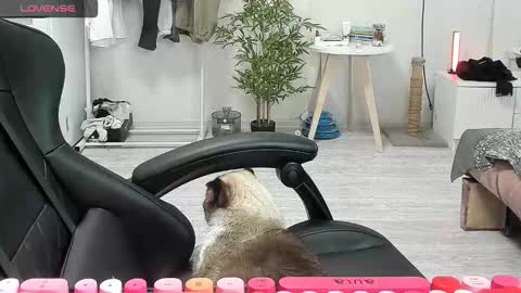 Alis online show from December 15, 8:40 am