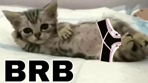 miko3 online show from February 1, 10:30 pm