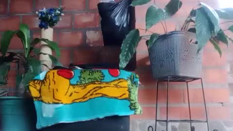 _tarek_ online show from October 24, 10:17 pm