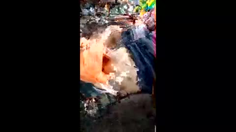 alagatorsnappnturtle671235 online show from April 18, 1:15 pm