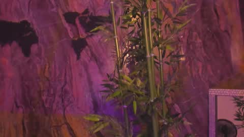 ALAHIA online show from January 12, 5:18 pm