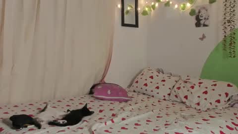           online show from December 29, 1:56 am