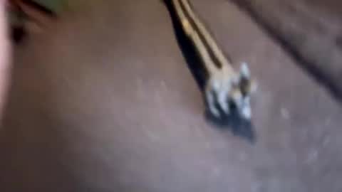 Snapshot of amature59 chatting on January 17, 3:11 pm Jamesy online show from January 17, 3:11 pm