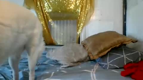 asianladyboy888 online show from December 4, 7:06 am