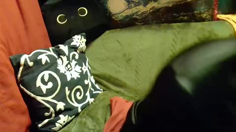 raven blue online show from February 20, 2:46 pm