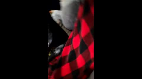 Snapshot of bam0001 chatting on December 1, 7:24 am Dani1954 online show from December 1, 7:24 am