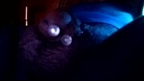 bcfalcon69 online show from August 2, 3:38 am