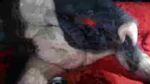 biggrey66 online show from December 14, 4:34 am