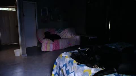 Snapshot of blackpanter_13 chatting on April 29, 11:25 am Black Panther online show from April 29, 11:25 am