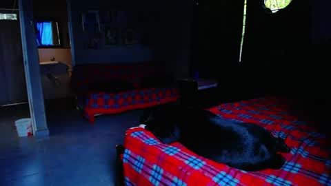 Snapshot of blackpanter_13 chatting on May 1, 11:04 am Black Panther online show from May 1, 11:04 am