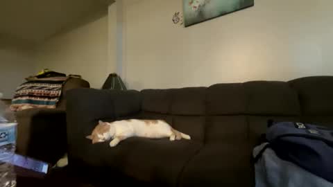 Snapshot of bluebloodednorsewitch chatting on October 16, 2:29 pm bluebloodednorsewitch online show from October 16, 2:29 pm