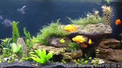 Booker Baxton online show from April 11, 3:00 am