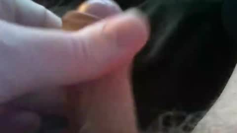 bullemoe online show from October 4, 2:37 pm