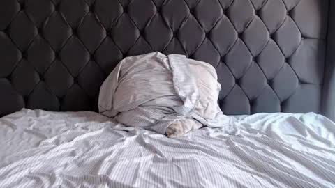 chubbydays online show from April 3, 7:34 pm