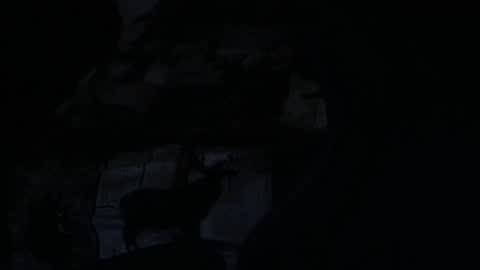 cooley77701 online show from February 5, 10:42 am