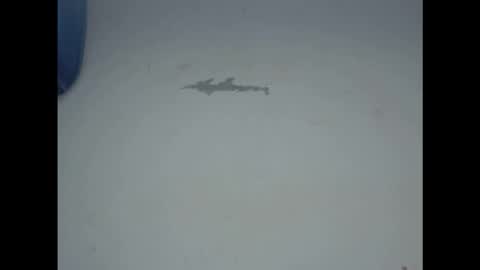 cornxcunt online show from February 17, 11:29 am