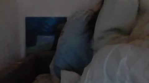 Snapshot of cutekattie chatting on December 18, 9:36 am cutekattie online show from December 18, 9:36 am