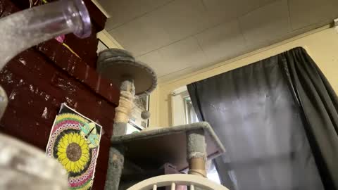 dabqueen_1994 online show from April 9, 11:59 am