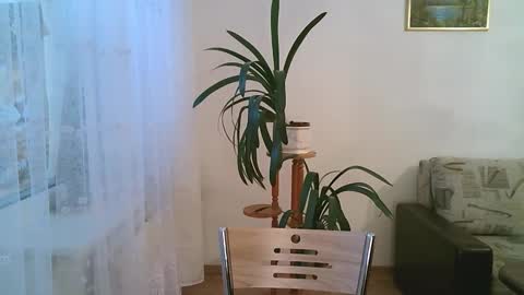 Dario online show from December 1, 11:15 am