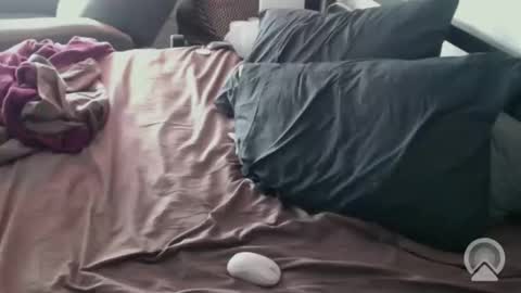 DCTeamFucker online show from February 14, 2:03 pm