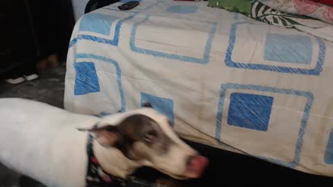 dreamreal online show from October 12, 2:10 am