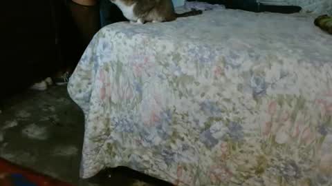 dreamreal online show from October 30, 10:06 am