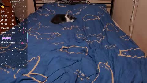 Eva online show from February 27, 3:12 pm