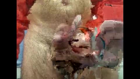 Snapshot of flippe64 chatting on February 5, 10:08 am flippe64 online show from February 5, 10:08 am