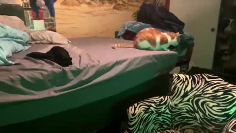 Snapshot of foxyladysback923 chatting on February 28, 3:37 am foxyladysback923 online show from February 28, 3:37 am