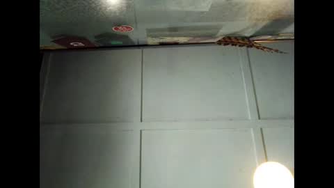 Snapshot of fucmebudoo chatting on September 29, 1:00 am Warwick online show from September 29, 1:00 am