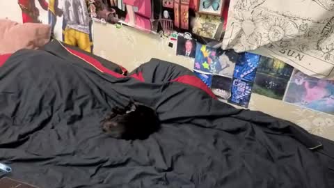 Snapshot of goth_pumpkin chatting on November 7, 8:42 pm Amy online show from November 7, 8:42 pm