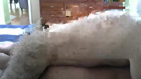 Snapshot of grsmnky65 chatting on December 14, 5:29 pm grsmnky65 online show from December 14, 5:29 pm