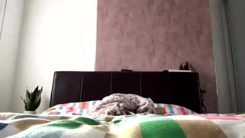 Hayle online show from October 22, 8:36 am