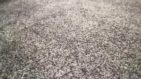 Snapshot of ironerectionn chatting on January 11, 1:32 am ironerectionn online show from January 11, 1:32 am