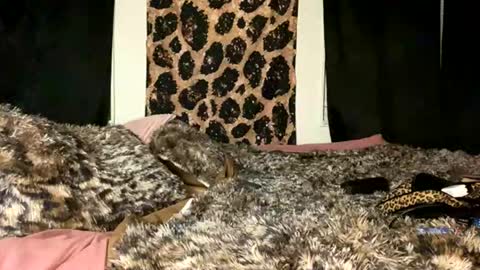 Snapshot of jeddahdolly chatting on November 28, 12:24 am jeddahdolly online show from November 28, 12:24 am