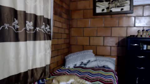 joseph online show from November 10, 3:49 am