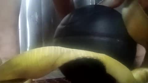 Snapshot of juanmanuelfonsecanavarro chatting on October 26, 12:44 pm juanmanuelfonsecanavarro online show from October 26, 12:44 pm