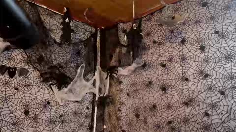 Julietta Jackson online show from October 7, 9:45 pm