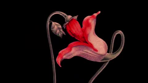 katsuro online show from March 2, 9:11 pm