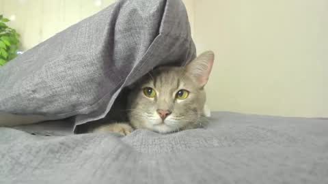 kelly_gerzikaaa online show from April 5, 9:39 am