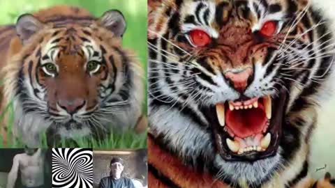 kodiakpm1 online show from November 16, 2:00 pm