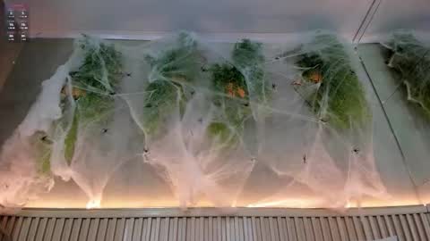 Snapshot of lana_lann chatting on October 20, 1:44 pm lana_lann online show from October 20, 1:44 pm