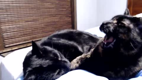 Snapshot of lancehardin chatting on December 12, 12:38 am Lance online show from December 12, 12:38 am