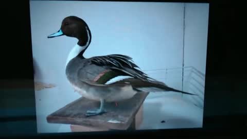 Snapshot of lancehardin chatting on January 13, 1:02 am Lance online show from January 13, 1:02 am