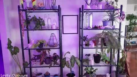 Levity online show from November 28, 11:07 pm