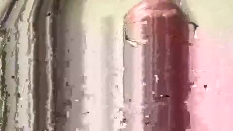 lildog361334 online show from February 28, 3:46 pm