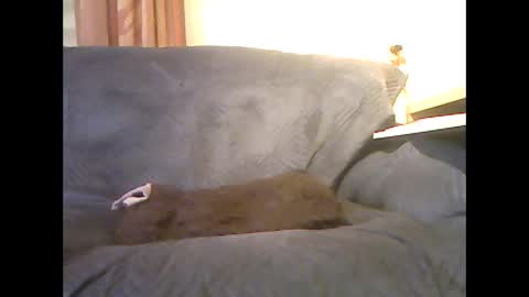 Snapshot of lion160868 chatting on February 6, 9:34 am lion160868 online show from February 6, 9:34 am