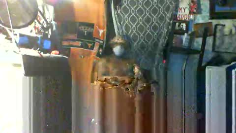 Mr. FogoDeChao online show from October 22, 9:42 am